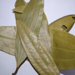 Bay leaves
